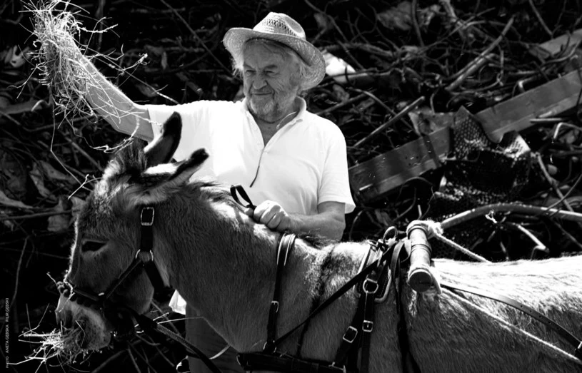 O reprezentowanie Polski w wyścigu oscarowym powalczy m.in. Jerzy Skolimowski z filmem "IO" O reprezentowanie Polski w wyścigu oscarowym powalczy m.in. Jerzy Skolimowski z filmem "IO"
