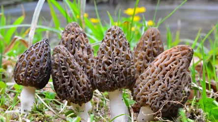 Smardze to jedne z najsmaczniejszych grzybów na świecie. W Polsce to także symbol wiosny, bo pojawiają się od marca do maja