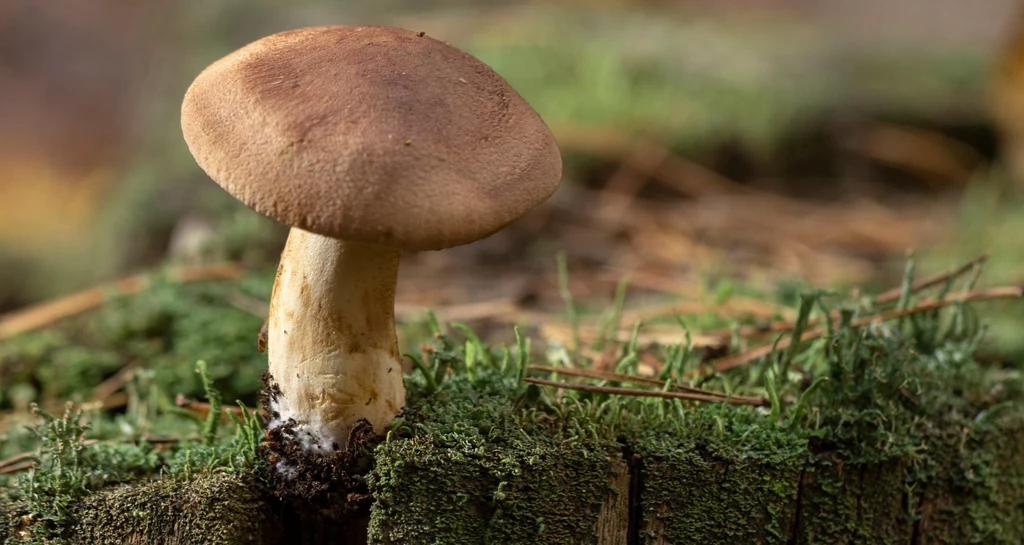 To nie opieńka ani młody borowik, to jeden z najdroższych grzybów świata