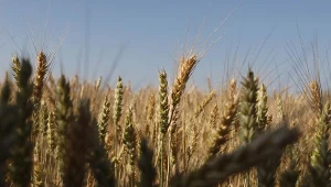 Zboże jednym z największych wygranych na rynkach surowców 