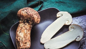 Najdroższy grzyb świata pojawił się w polskich lasach. Kilka tysięcy złotych za kilogram