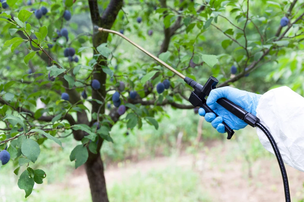 W walce z moniliozą ważna jest profilaktyka i regularne opryski drzew owocowych