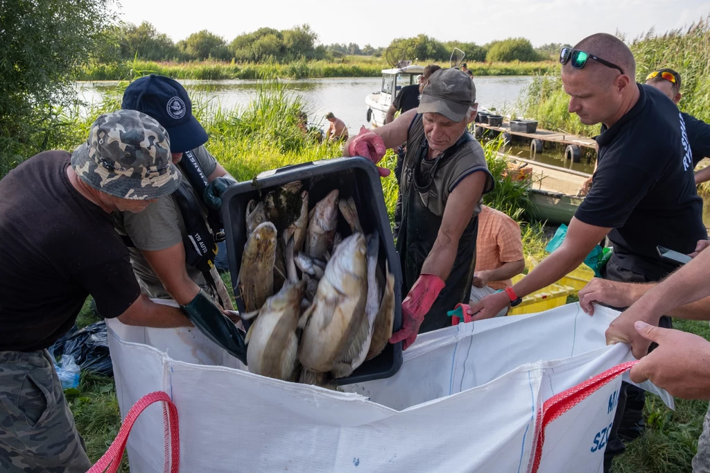 Martwe ryby są od wielu dni wyławiane w kilku województwach. Fala skażenia dotarła już do Szczecina