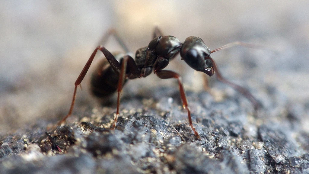 Mrówki pomogą nam w zwalczeniu szkodników
