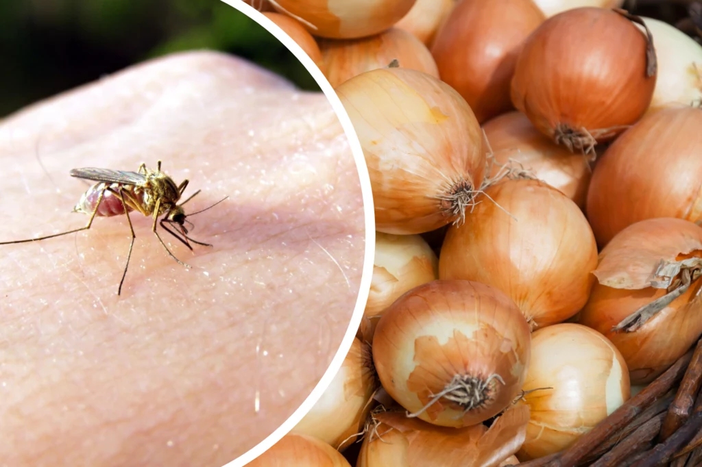 W walce ze swędzącymi bąblami po ukąszeniu komara może pomóc cebula