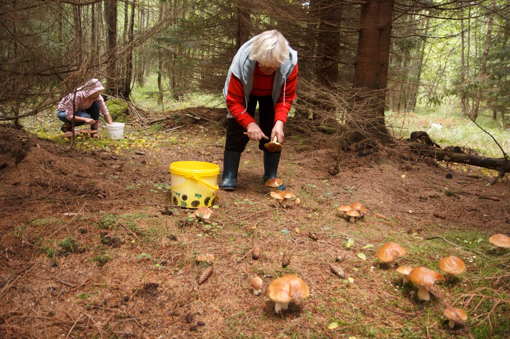 Zbieranie grzybów to popularne hobby