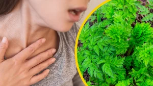 Szczwół plamisty to jedna z trzech najniebezpieczniejszych roślin spotykanych w naszym kraju. Bywa mylona z pietruszką, a przez swój korzeń także z chrzanem i pasternakiem