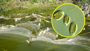Anna Moskwa: W Odrze wykryto złote algi. Wytwarzają toksyny i zabijają ryby