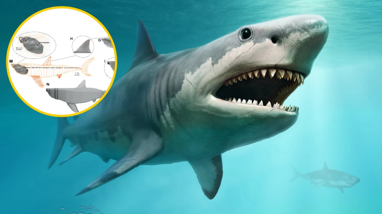 Naukowcy stworzyli model 3D prehistorycznego rekina Naukowcy stworzyli model 3D prehistorycznego rekina