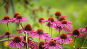 Te kwiaty będą kwitły aż do przymrozków. Wystarczy prosty trik mojej babci 