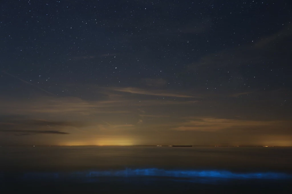 Bioluminescencyjny plankton