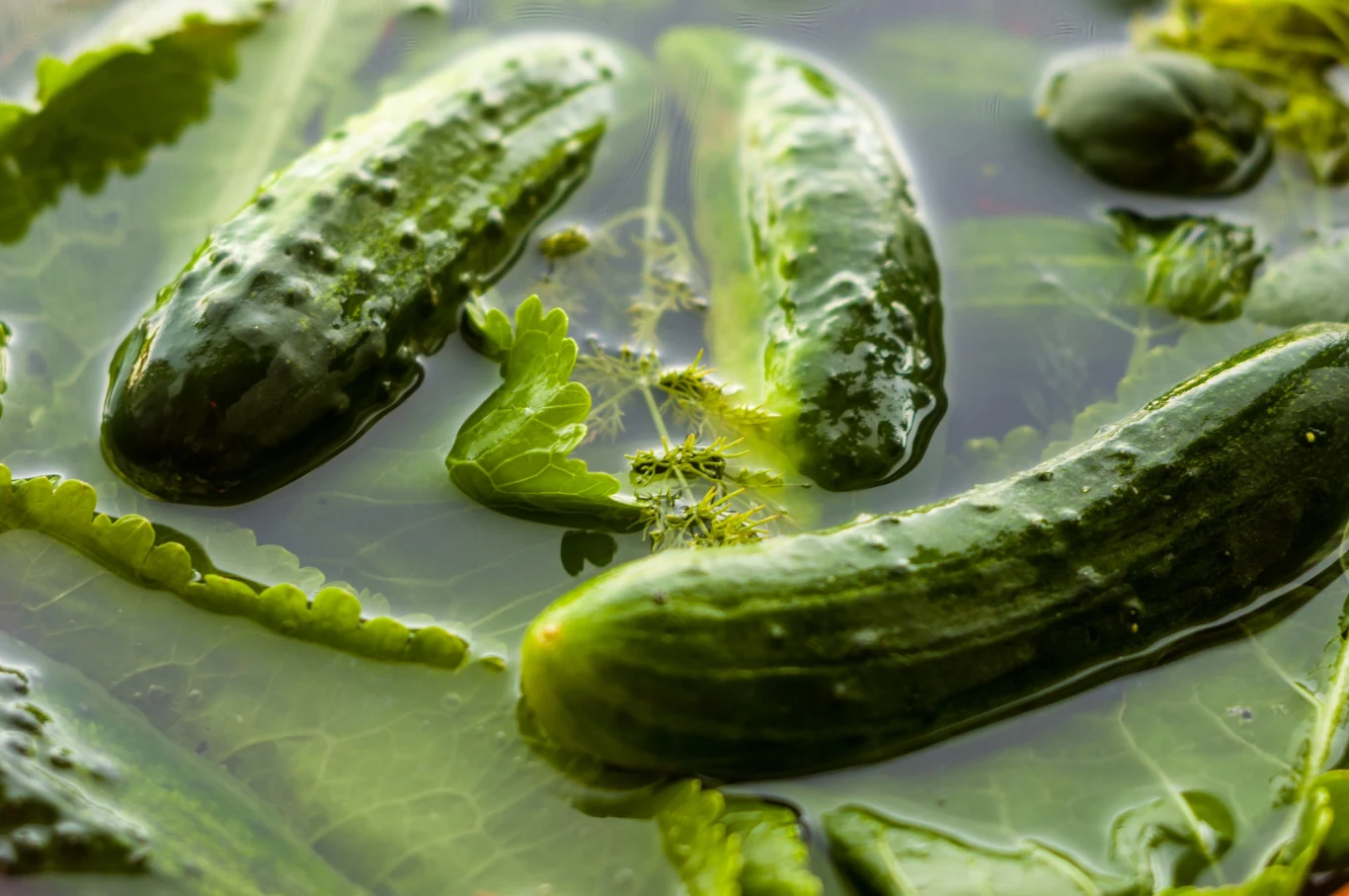 Kiszone ogórki są cennym źródłem witamin i doskonale pasują do każdego obiadu czy jako dodatek na kanapki