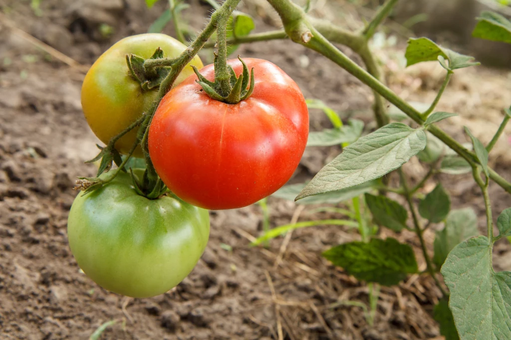 Pomidory do prawidłowego wzrostu potrzebują odpowiednich warunków