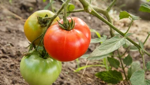 Dlaczego pomidory nie dojrzewają?