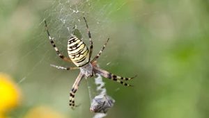 Które pająki gryzą i jakie ślady zostawia ich ugryzienie?