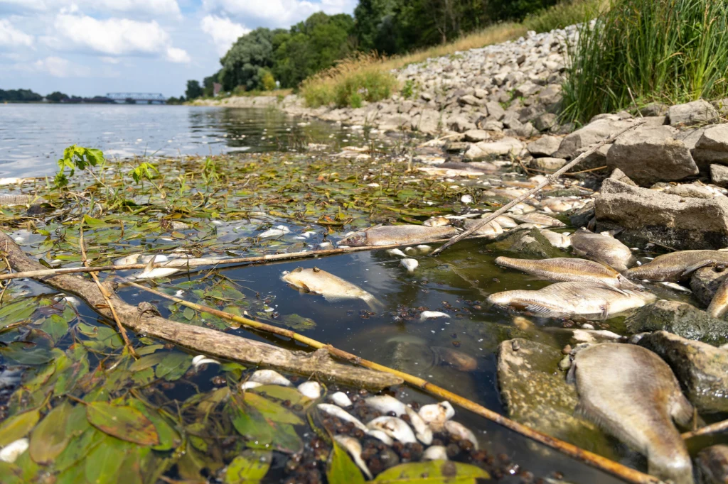 Szkody środowiskowe to konieczność wypłaty ogromnych odszkodowań. Zdj. ilustracyjne