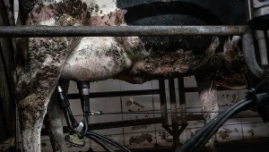 "Krowa płakała za swoimi dziećmi". Fotografuje zwierzęta na fermach