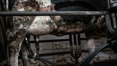 "Krowa płakała za swoimi dziećmi". Fotografuje zwierzęta na fermach