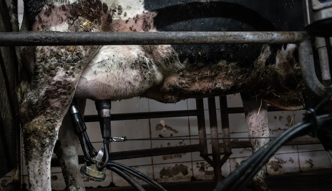 "Krowa płakała za swoimi dziećmi". Fotografuje zwierzęta na fermach