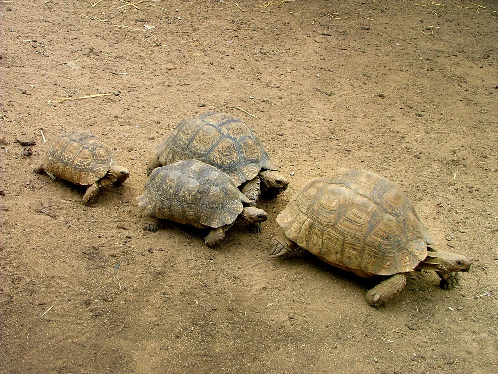  Pięć milionów lat temu żółwie zaczęły znowu gwałtownie wymierać