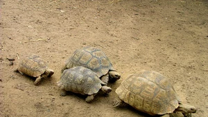 Ludzie od setek tysięcy lat tępią żółwie. Większość gatunków wybili starożytni