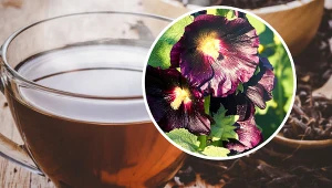 Zrób z malwy napar lub płukankę. Wyleczy kaszel, ból brzucha i worki pod oczami