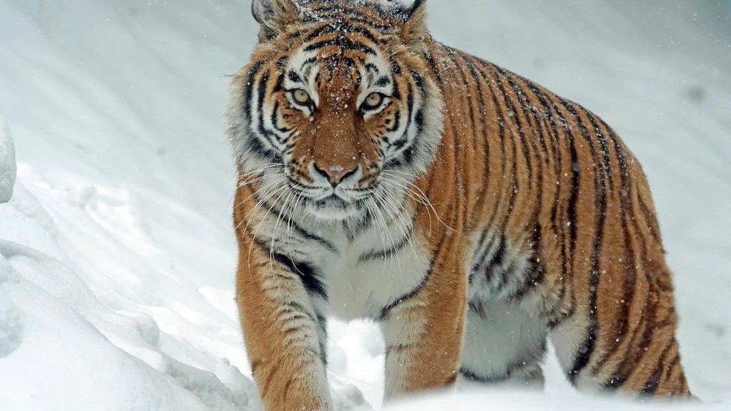 Tygrysy radzą sobie dobrze wobec zmian klimatu