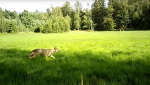 Nagranie z fotopułapki uchwyciło pogoń wilków za jeleniami