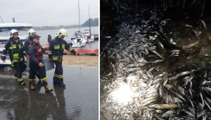 Śnięte ryby w Jeziorze Niepruszewskim. Trwa akcja służb