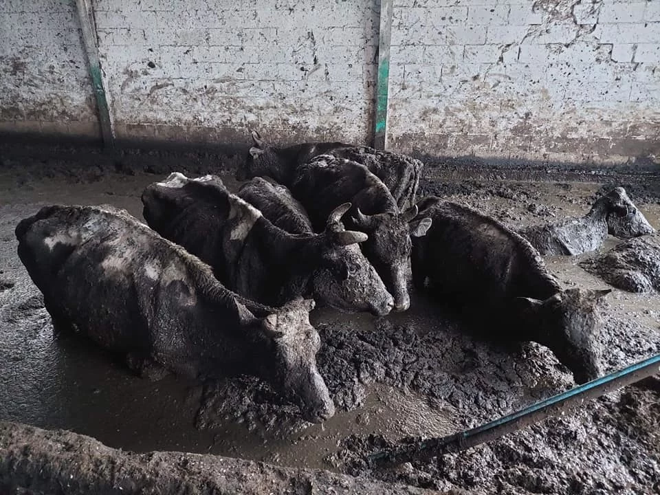 Z horroru uwolniono ok. 50 krów. Nie wiadomo, czy przeżyją