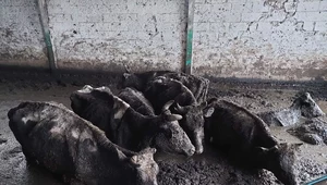 Horror krów we wsi Kwik. Zwierzęta pływały w odchodach