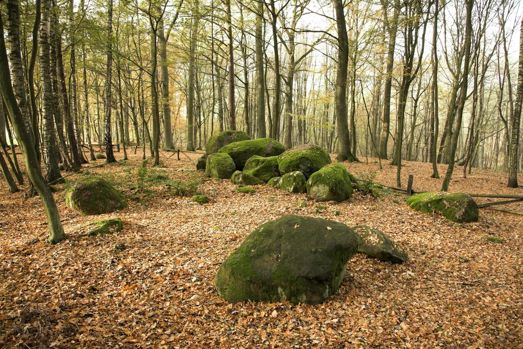 Dolmen znajdujący się w Borkowie jest najprawdopodobniej jedyną taką budowlą w Polsce