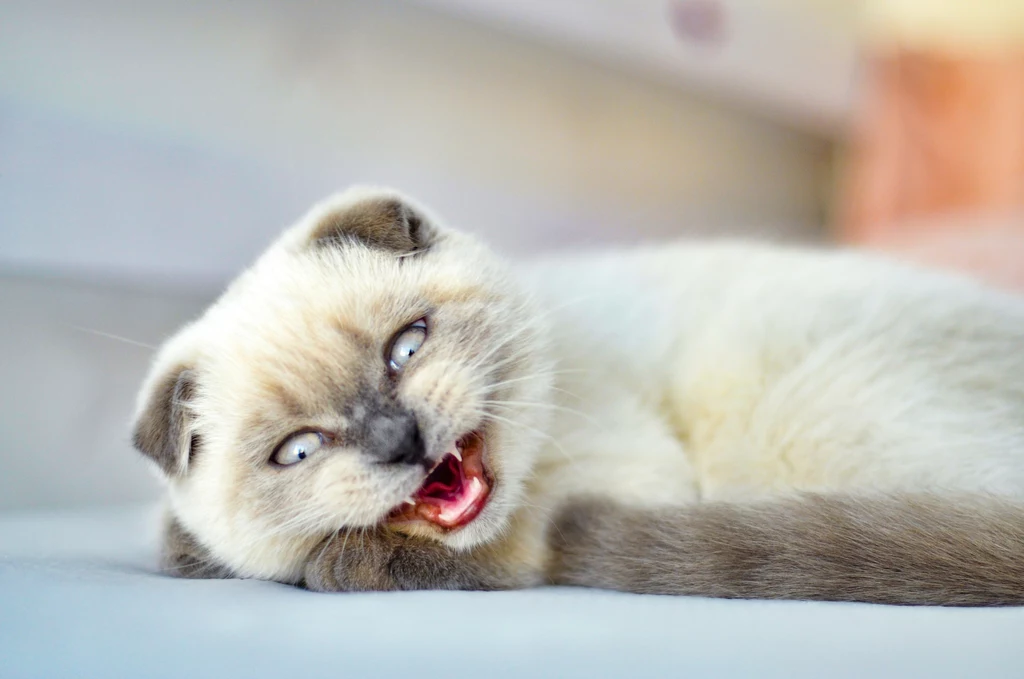 Wścieklizna u kota może objawiać się między innymi nadpobudliwością czy ślinotokiem