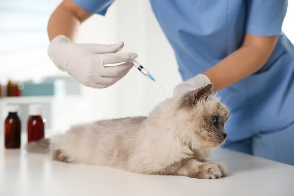 Najważniejsza jest profilaktyka i szczepienia zwierząt przeciw wściekliźnie