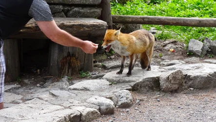 Dlaczego dokarmianie dzikiej zwierzyny nie jest dla nich pomocą?