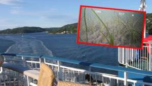 W norweskim fiordzie Oslo odkryto zakwit alg niszczących lokalny ekosystem
