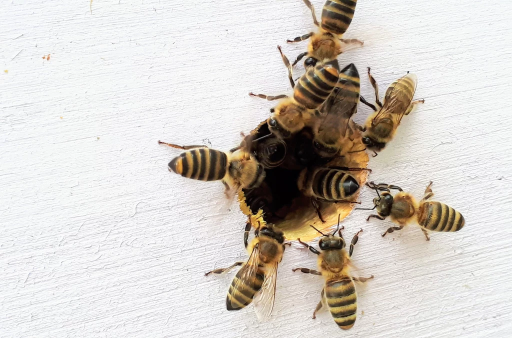 Branża pszczelarska bardzo potrzebuje alternatyw