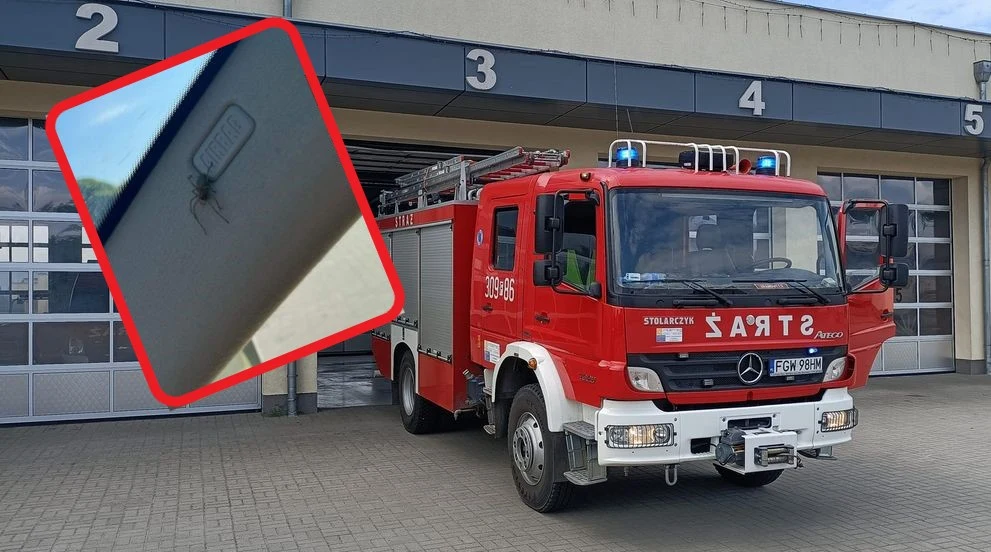 Kolczak zbrojny przestrszył kierowcę BMW. Interweniowała straż pożarna / for. OSP Witnica/facebook Kolczak zbrojny przestrszył kierowcę BMW. Interweniowała straż pożarna / for. OSP Witnica/facebook