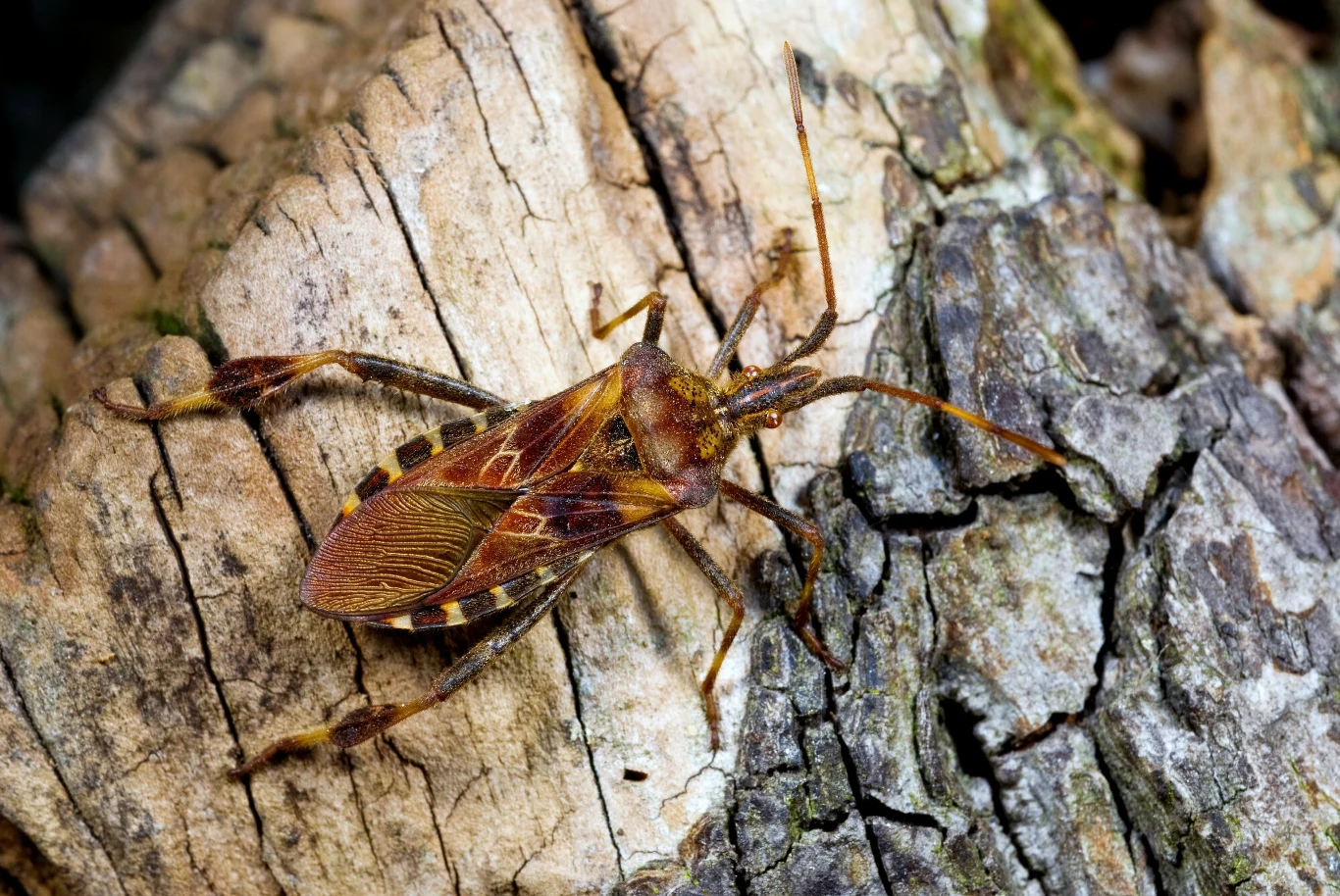 Owad w naturalnym środowisku, w stanie Nevada Owad w naturalnym środowisku, w stanie Nevada