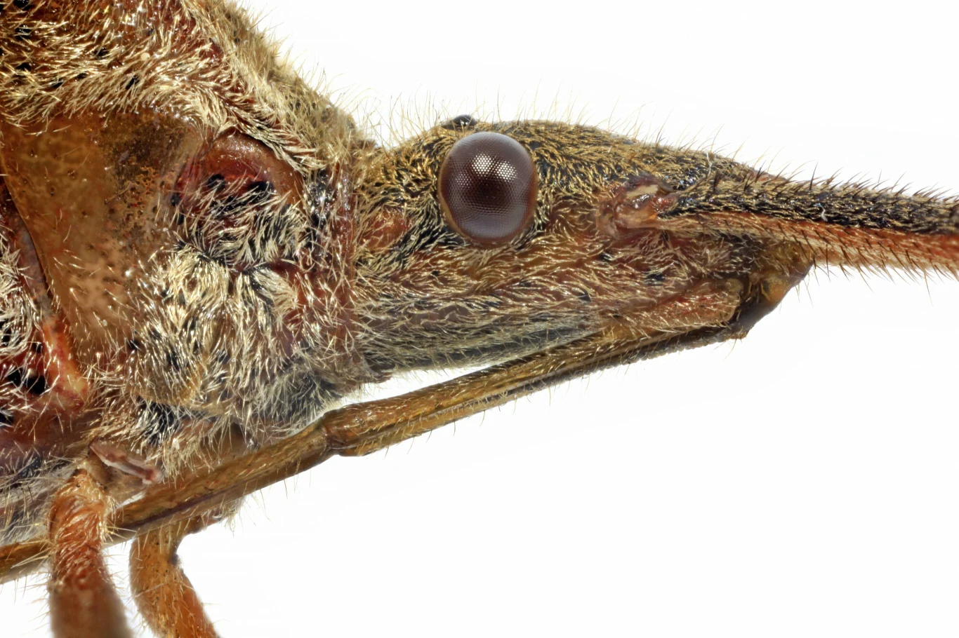 Zbliżenie na wtyka Zbliżenie na wtyka