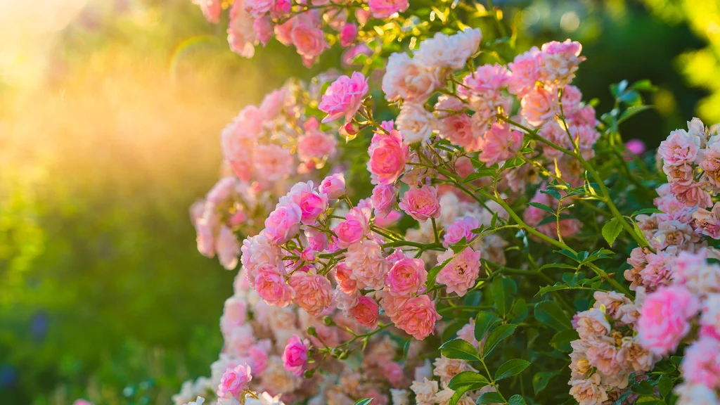 Róże to wyjątkowo lubiane rośliny, zdobiące ogród przez całe lato. Jak przycinać róże po przekwitnięciu, by były zdrowe i efektownie się prezentowały? 