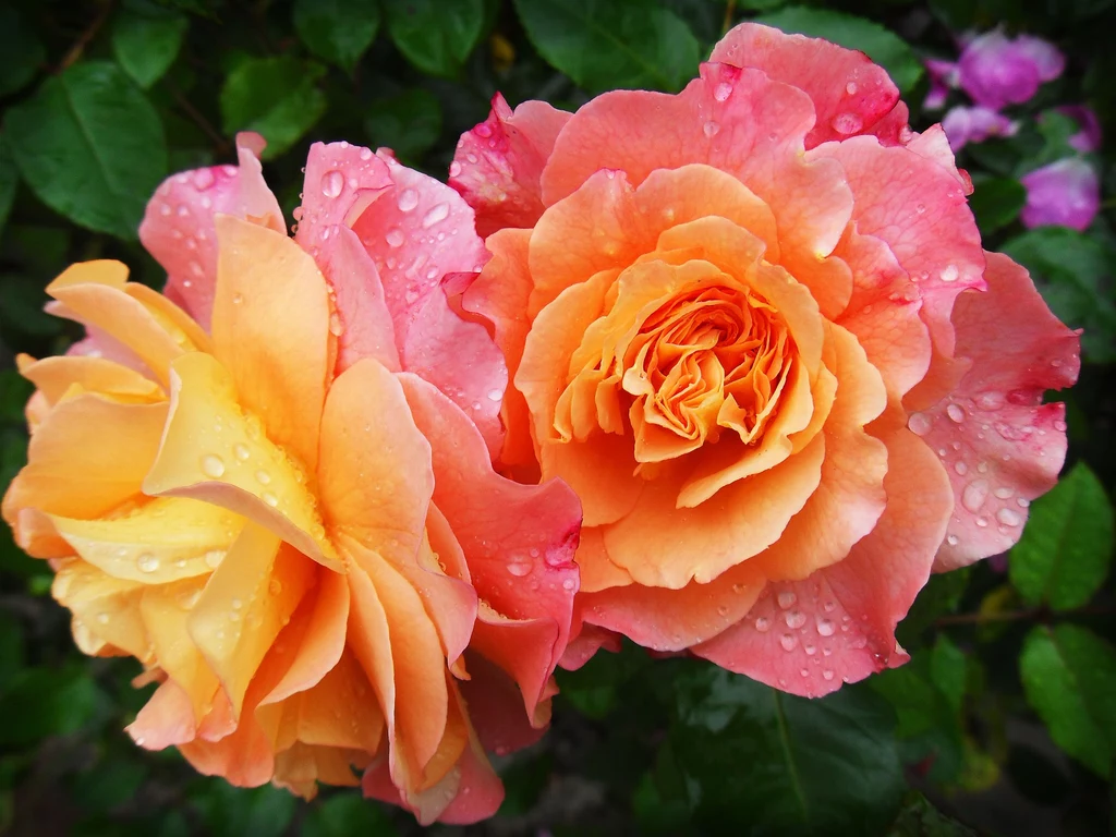 Róże wielokwiatowe to jeden z najbardziej dekoracyjnych gatunków, często wykorzystywany podczas układania bukietów. W jaki sposób je przycinać?