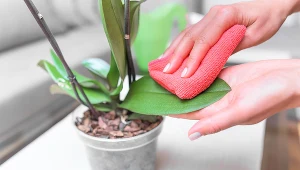 Storczyk więdnie krótko po zakupie? Następnym razem zrób to zaraz po przyniesieniu go ze sklepu 