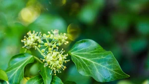 Warto postawić na rośliny okrywowe, które zastąpią tradycyjny trawnik