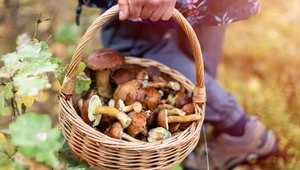 Sezon na grzyby. Kiedy w lasach są kurki, borowiki i podgrzybki?