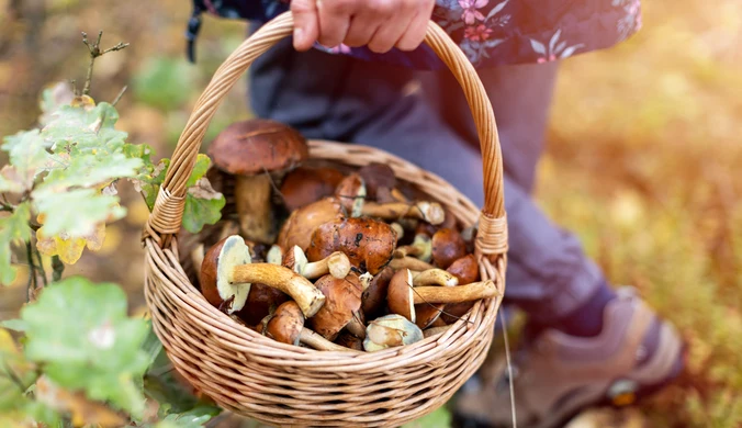 Unia Europejska odpowiada, "Nie planujemy ograniczać zbioru grzybów i owoców"
