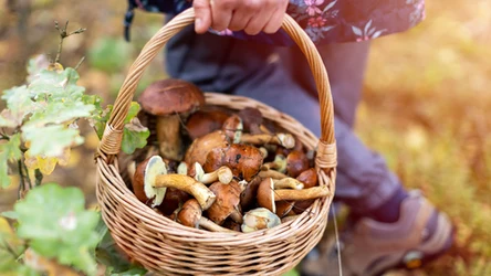 W lipcu są już grzyby. Można znaleźć kurki, maślaki i borowiki