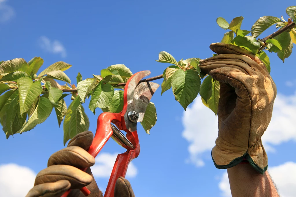 Przycinanie drzew owocowych to bardzo ważny zabieg pielęgnacyjny. O czym należy pamiętać? Wyjaśniamy