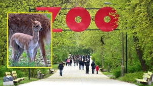 W warszawskim zoo urodziła się wikunia andyjska