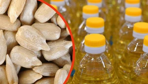 Pestki słonecznika sprawdzą się jako przekąska. A olej słonecznikowy najlepiej stosować na zimno